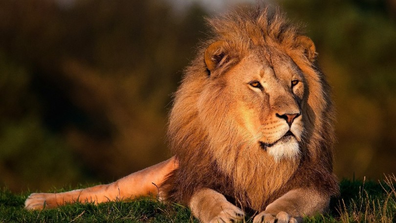 a mighty lion in the forest