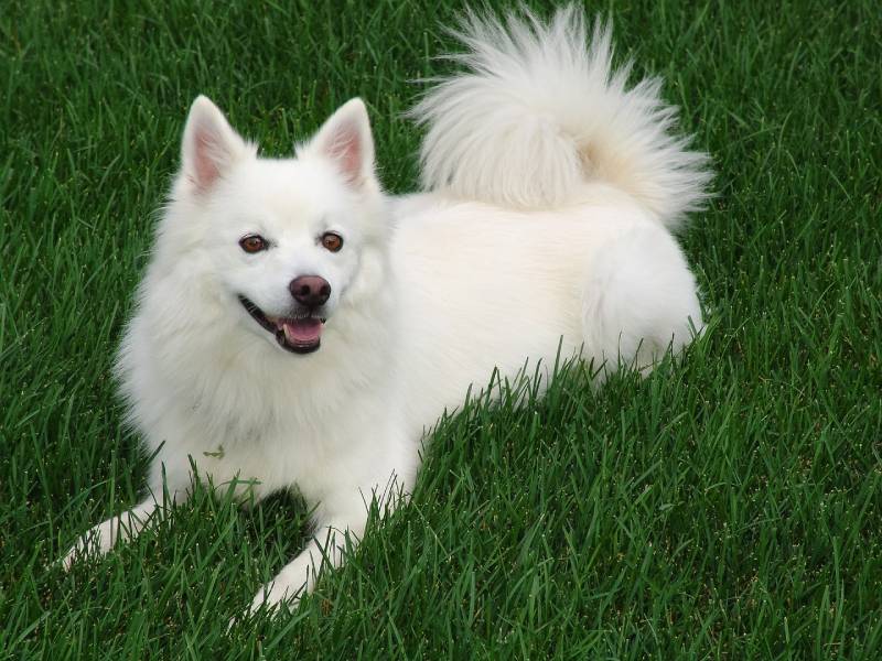 american eskimo dog sitting on a grassfield