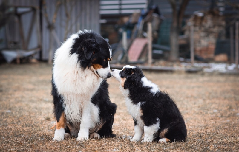 american shepherd dogs sitting