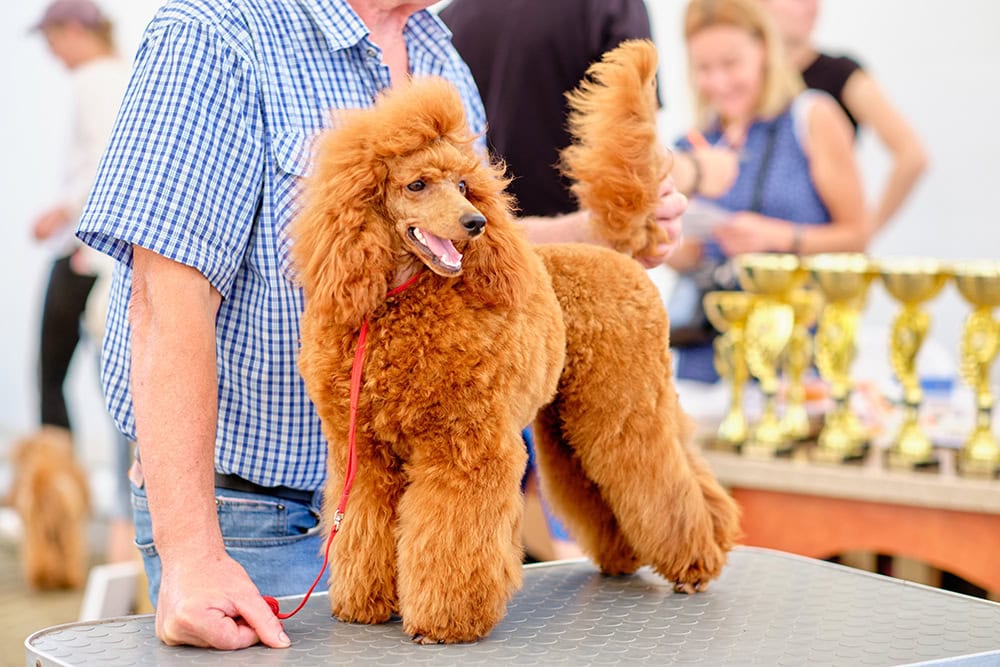 apricot poodle dog and handler at a dog show