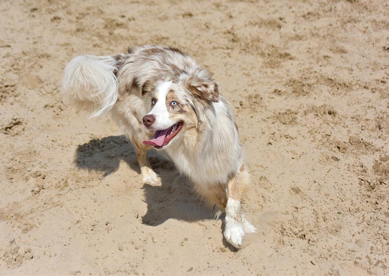 australian shepherd dog at the beach
