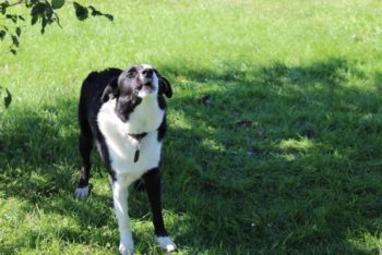 why-do-dogs-howl-at-the-moon-facts-faqs-hepper-pet-resources