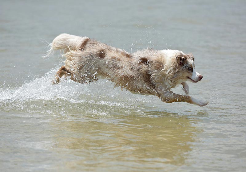 australian shepherd dog running by a river