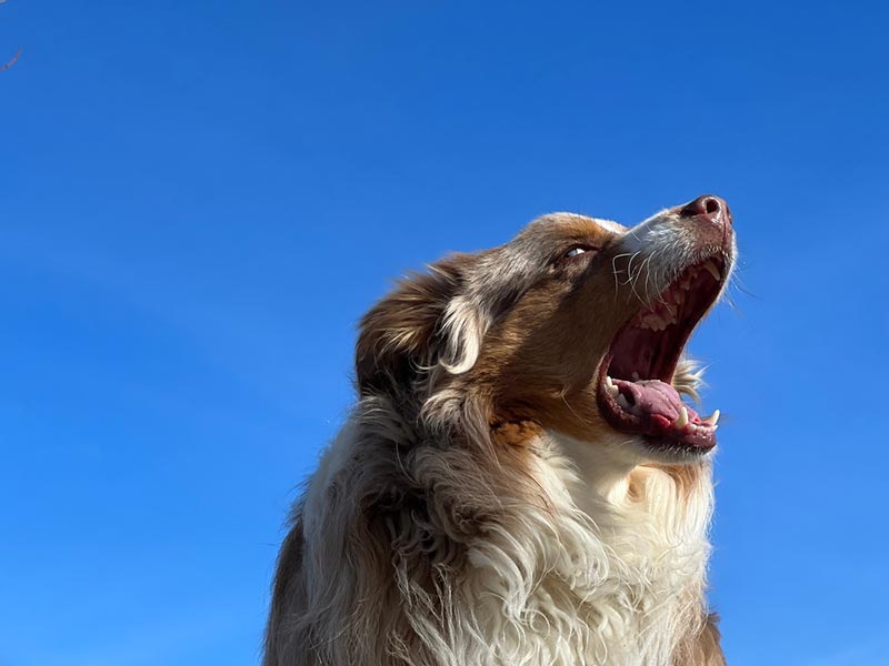 australian shephered dog howling
