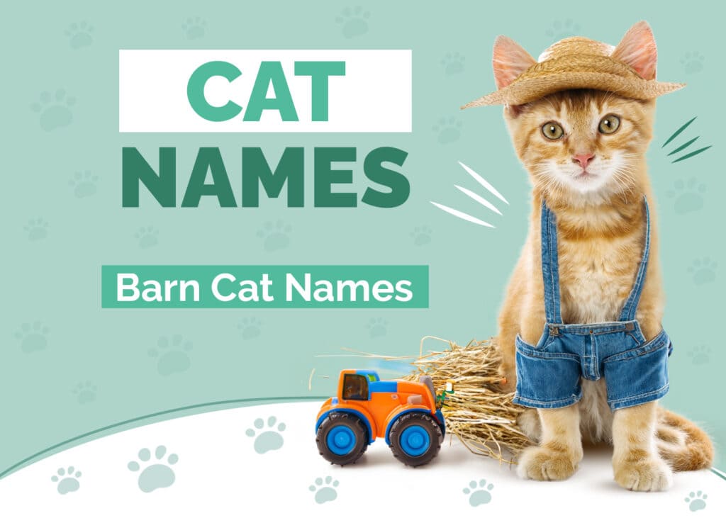 Barn Cat Names