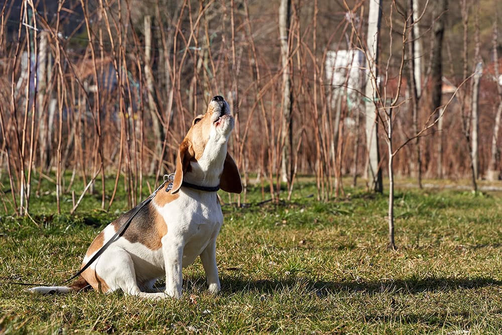 beagle dog howling outdoor