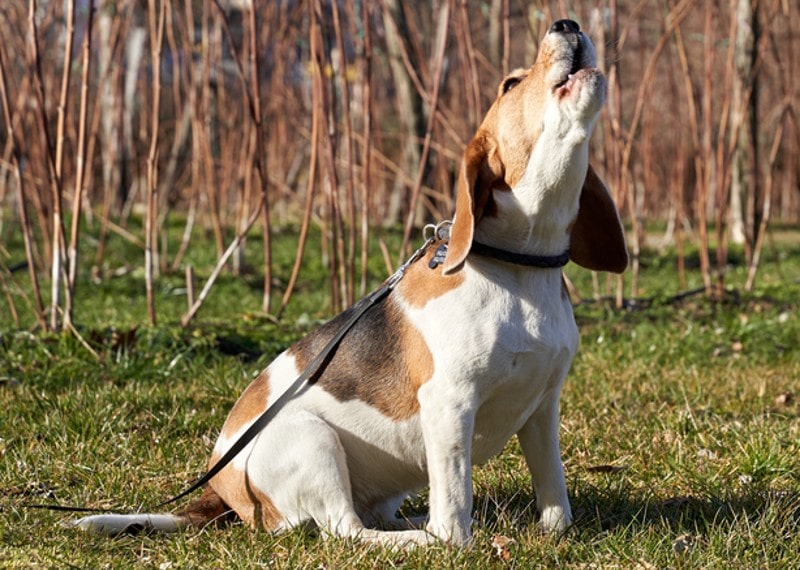A Beagle dog howling in the woods