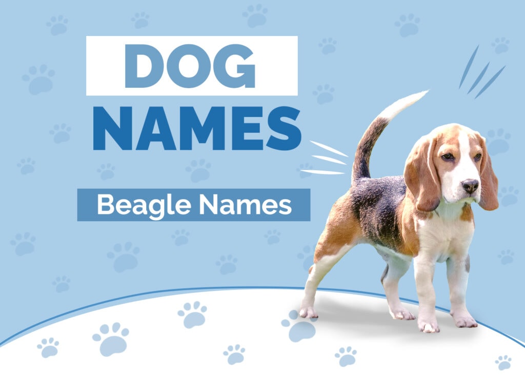Beagle Names