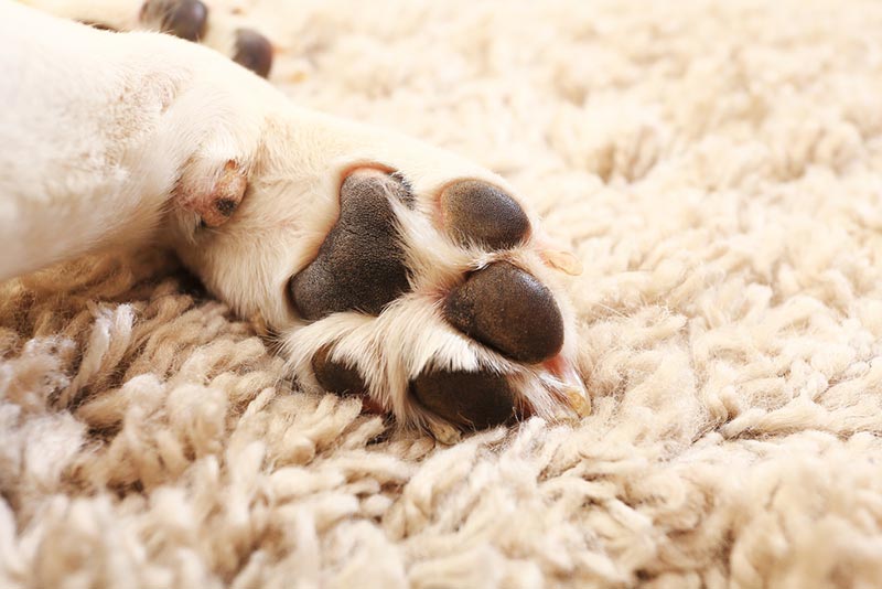 beagle's paw