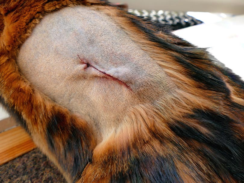 bengal cat recent surgery to remove a lump