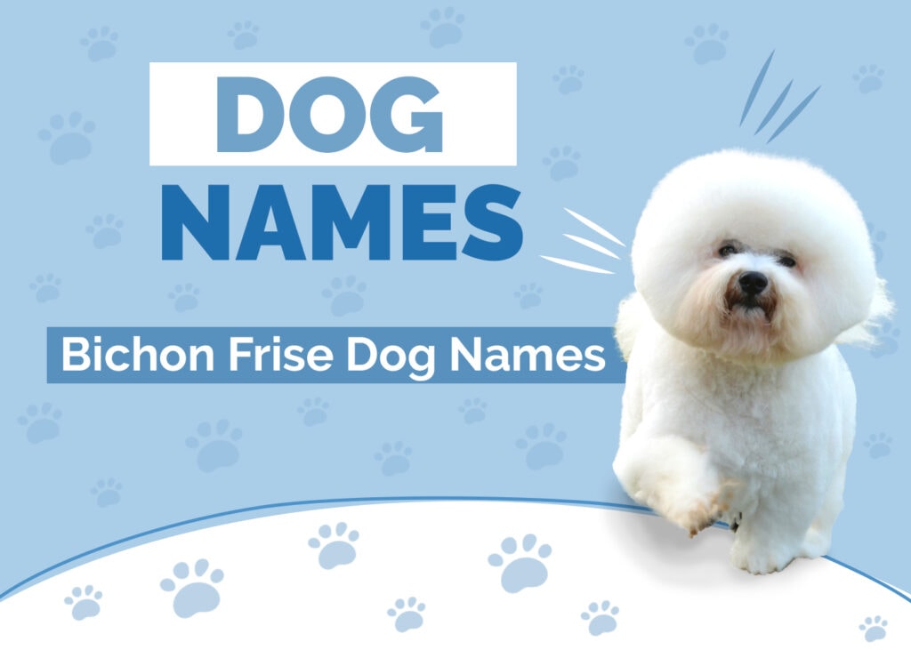 Bichon Frise Names