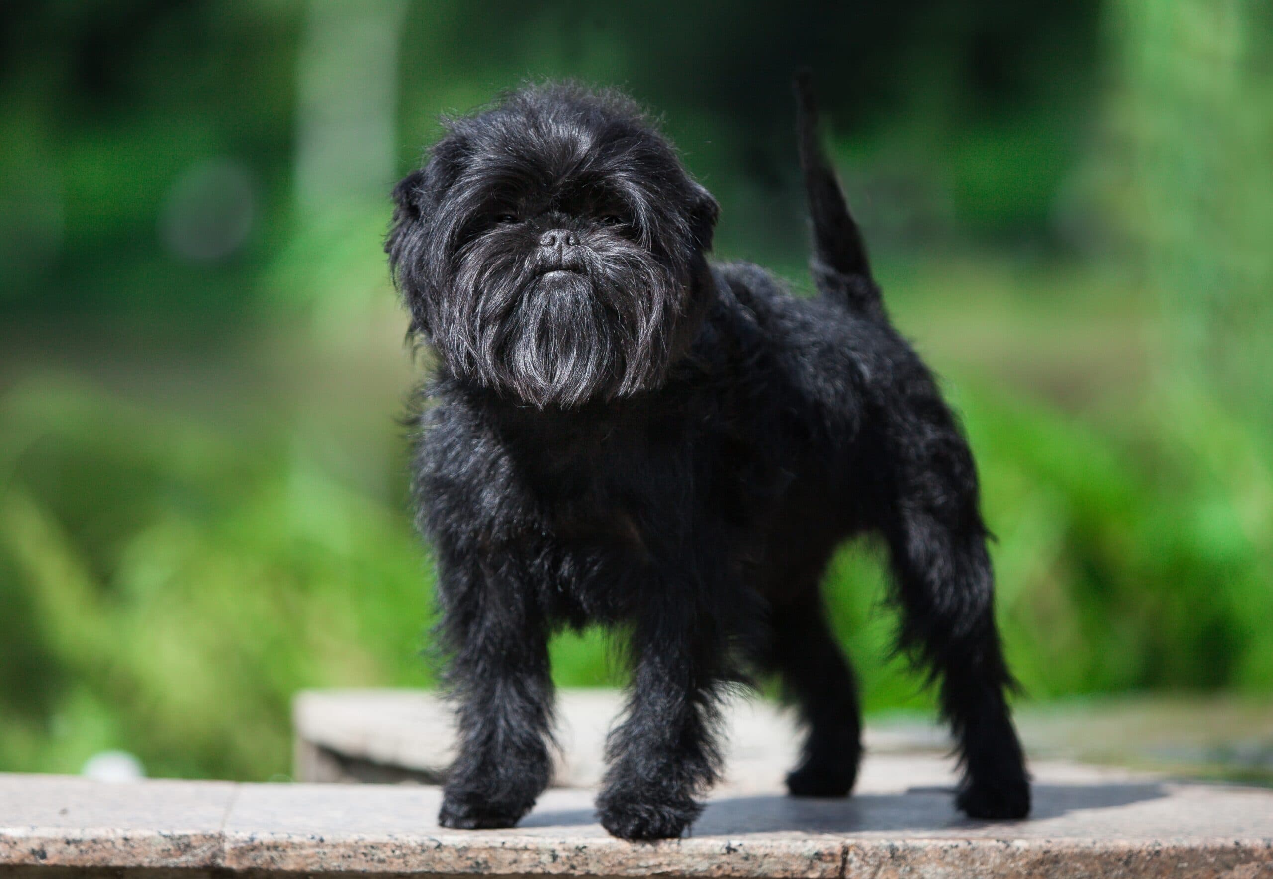 black affenpinscher
