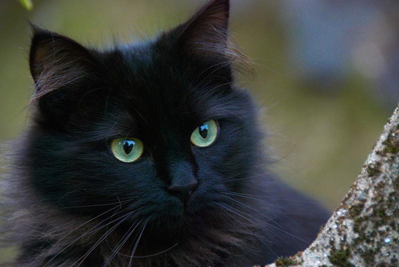 black cat with green eyes