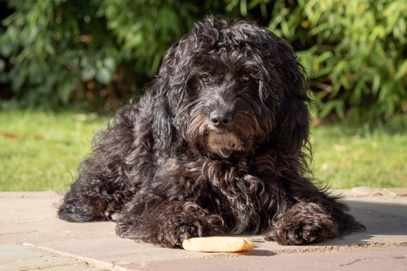 black cockapoo lying on the ground