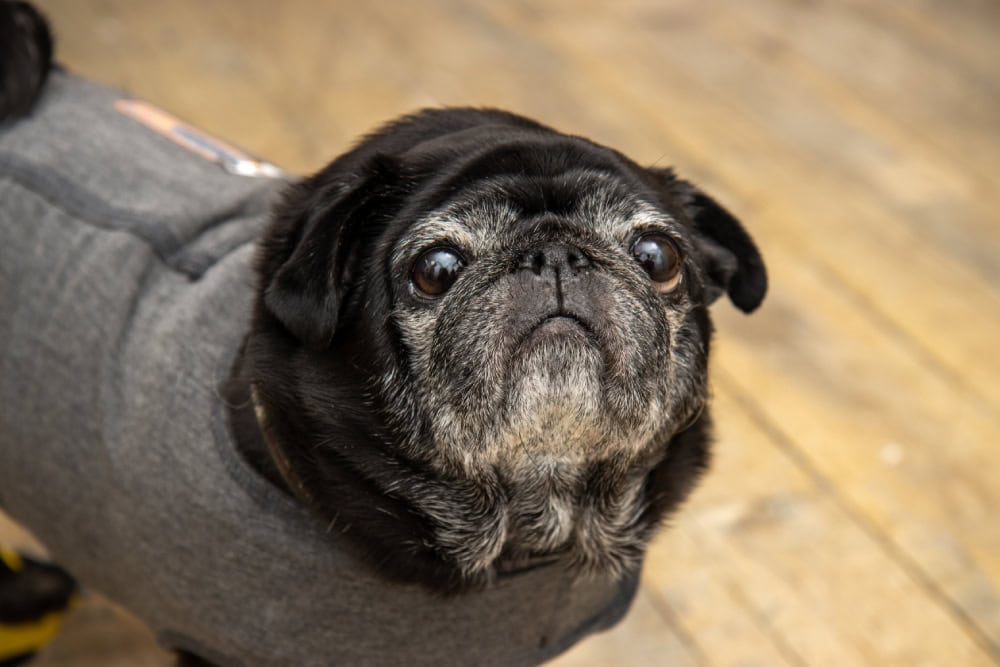 black pug dog with big eyes wearing a secure blanket vest