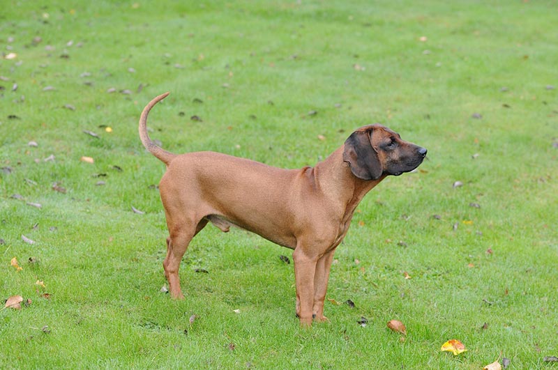 bloodhound dog standing on grass