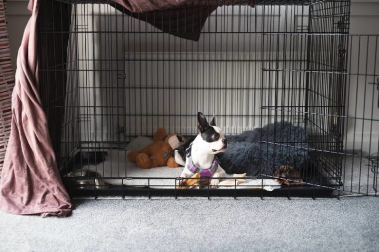 14 DIY Dog Crate Covers You Can Make at Home | Hepper Pet Resources