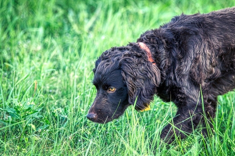 boykin spaniel in grass