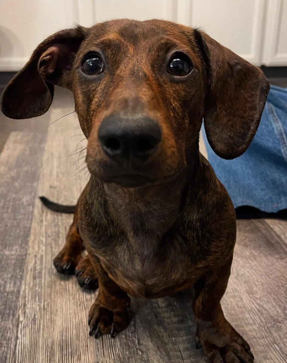 brindle dachshund closeup