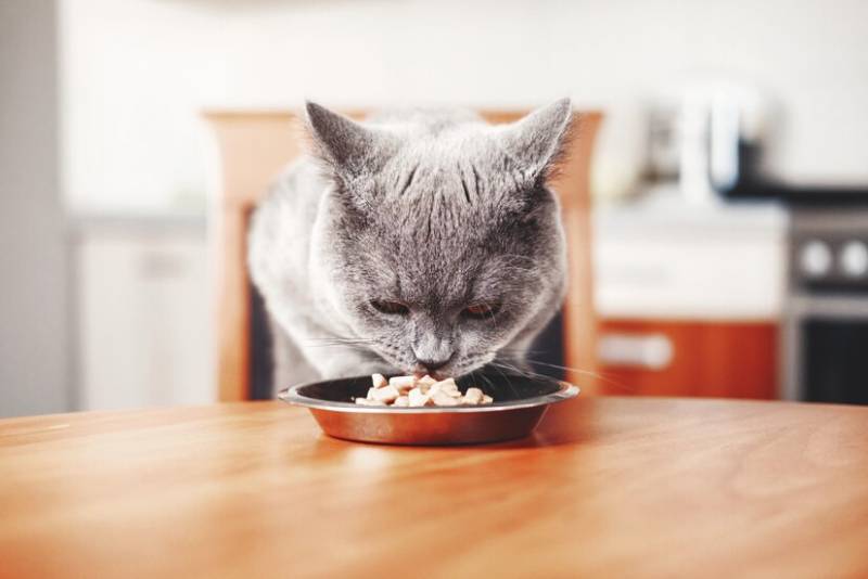british cat eats food from a bowl at the table
