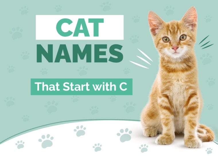100+ Best Female Cat Names of 2026: Girly, Classic & More | Hepper Pet ...