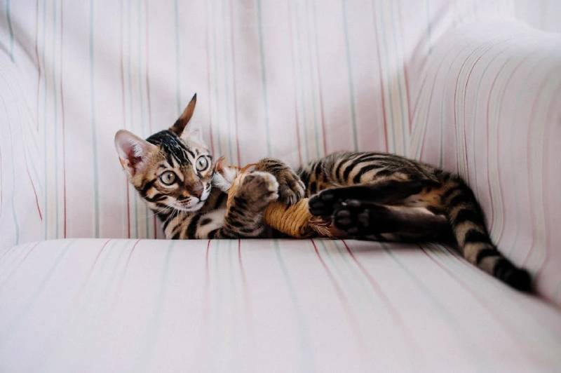 cat playing with a toy in an armchair