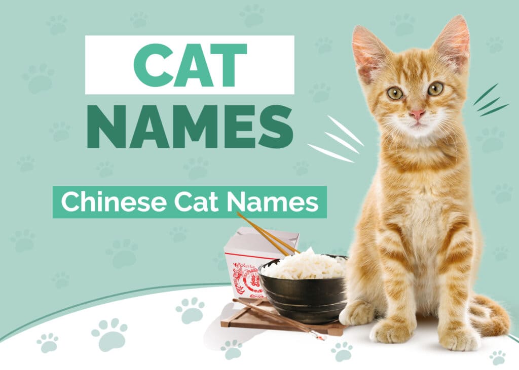 Chinese Cat Names