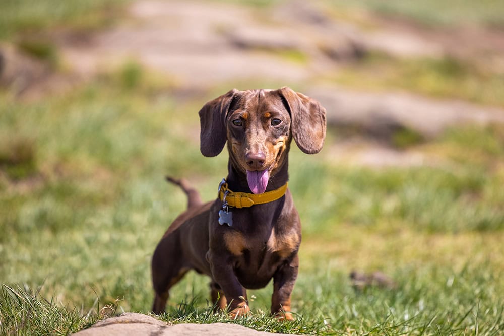 Chocolate Miniature Dachshund dog wearing collar