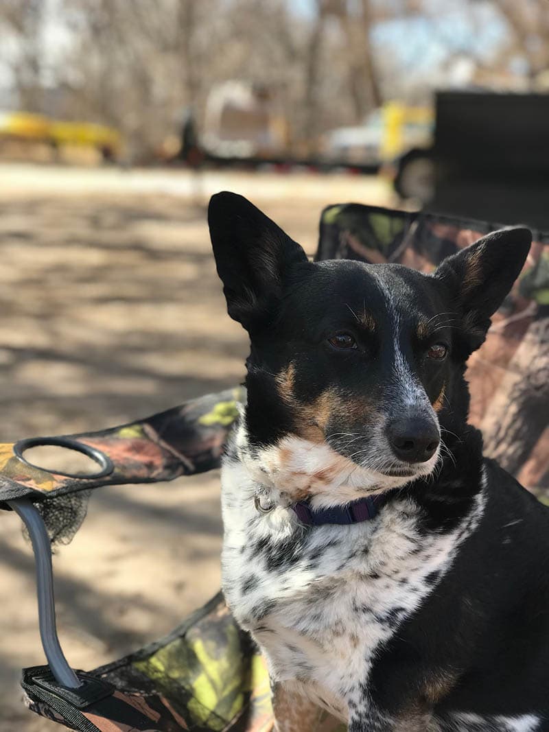 close up cowboy dog sitting on a camper chair