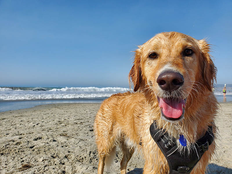 close up golden retriever at the beach