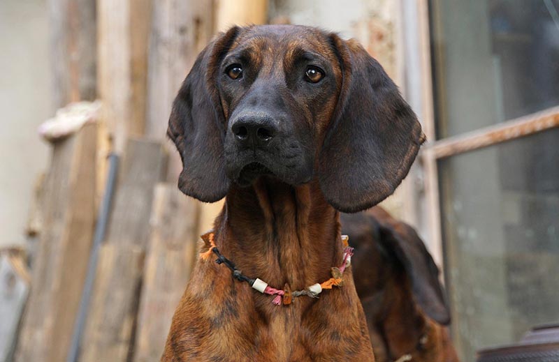 close up of a bloodhound dog