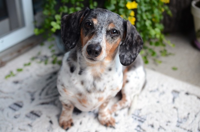 close up of a dapple dachshund