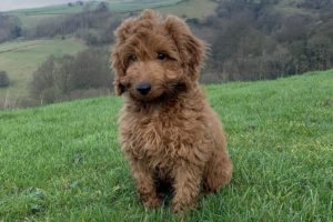 How Much Does A Cockapoo Cost? 2025 Price Guide | Hepper Pet Resources