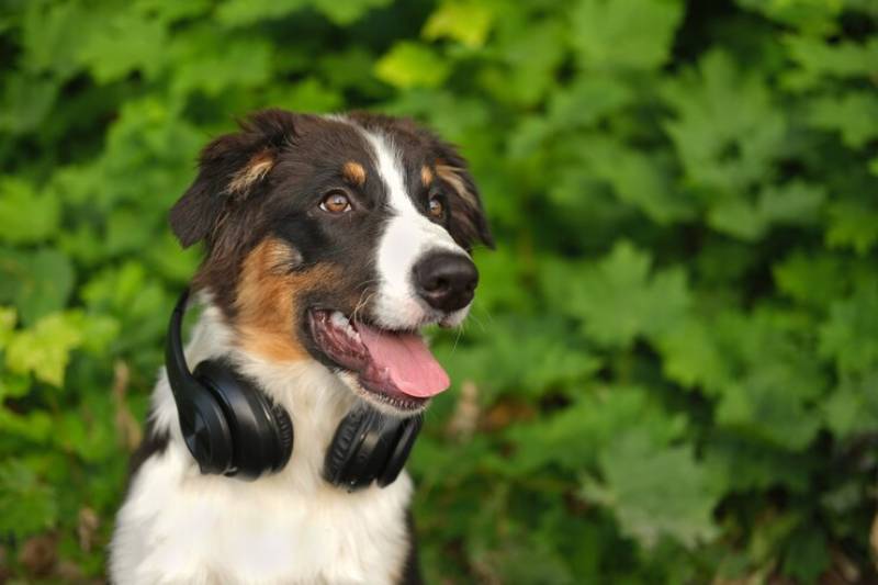 cute australian shepherd dog wearing headphones
