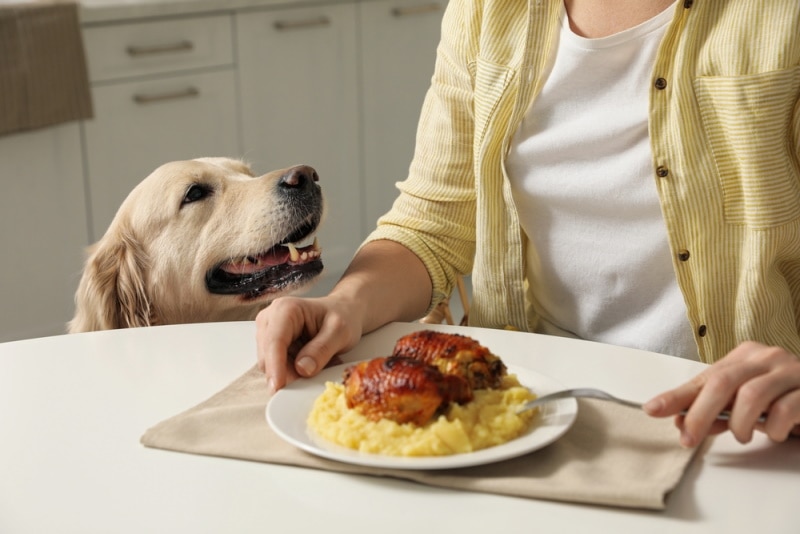 dog begging for food