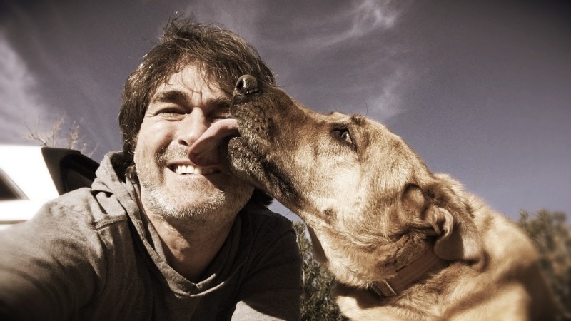 dog licked the pet owner