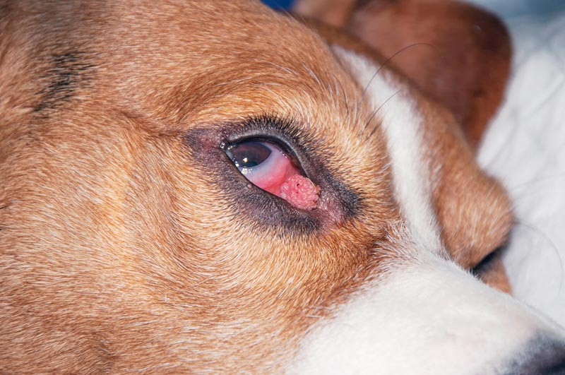 dog with bump on the eyelid