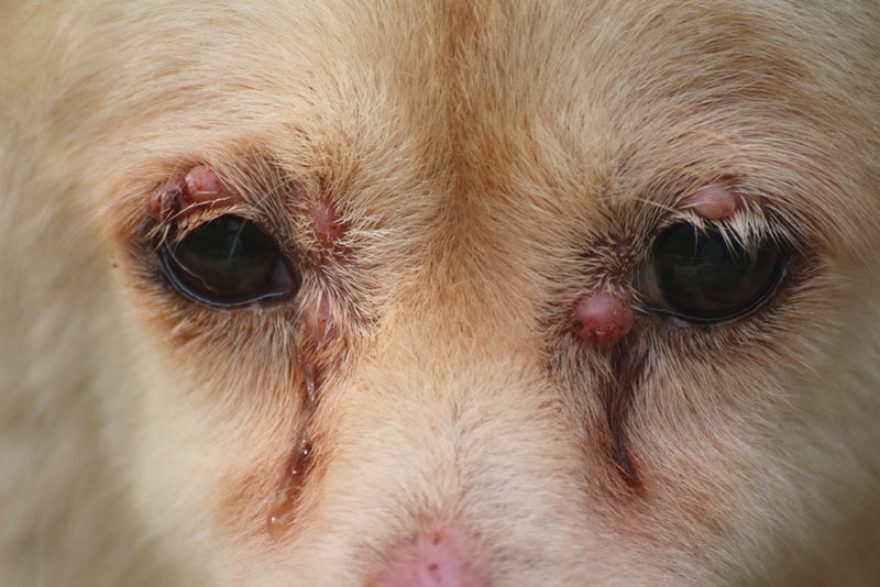 dog with​ red lumps on the edge of the eyes