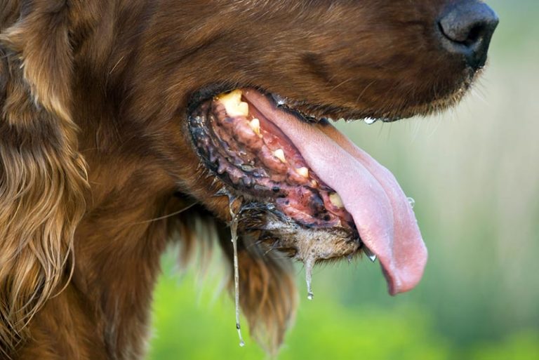 Image showcasing Is Lemongrass Poisonous to Dogs? Safety Tips & Signs of Ingestion ...