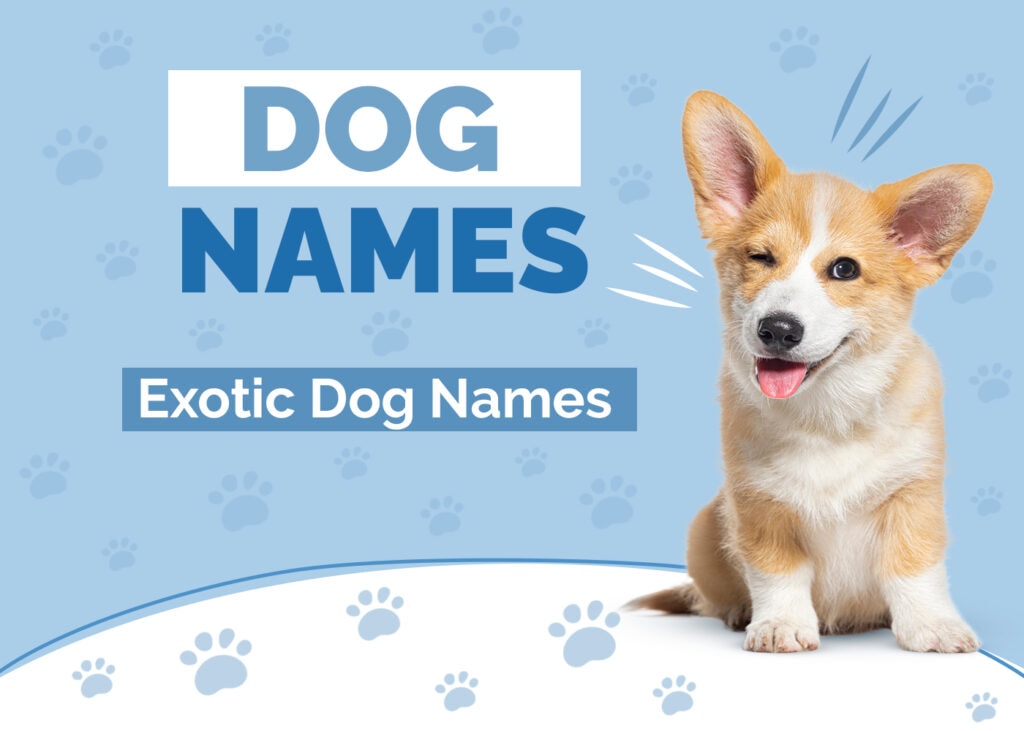 Exotic Dog Names