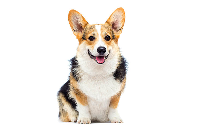 female corgi on white background