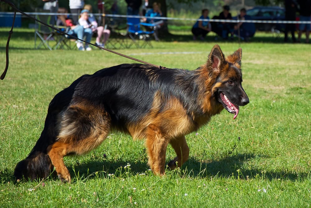 german shepherd dog in a dog show