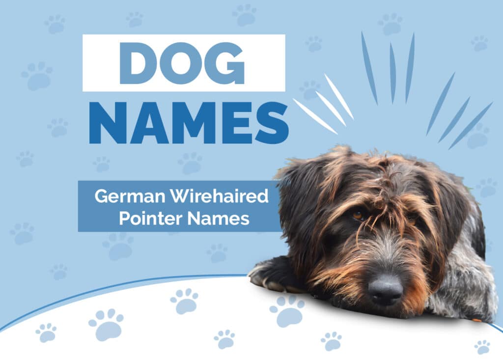 German Wirehaired Pointer Names
