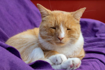 9 Reasons Why Your Cat's Nose Is Changing Color: Vet Reviewed Answer