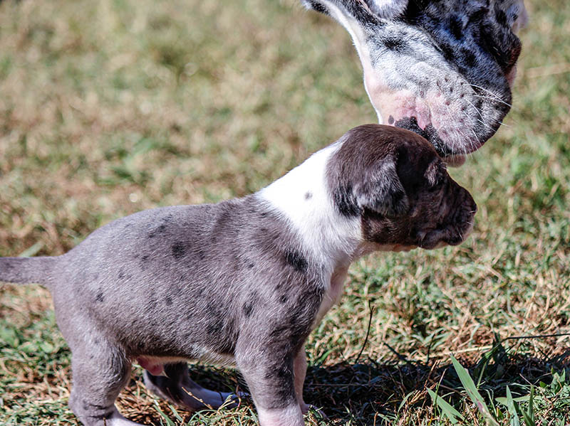 great dane mother sniffing puppy
