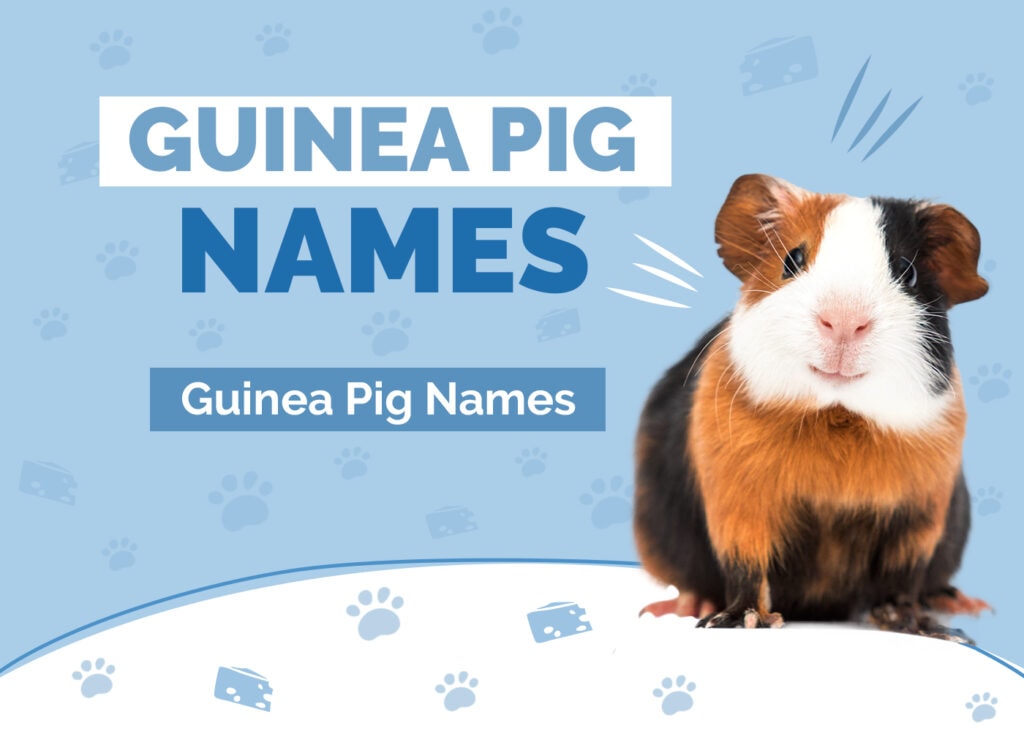 Cute Names for Guinea Pigs