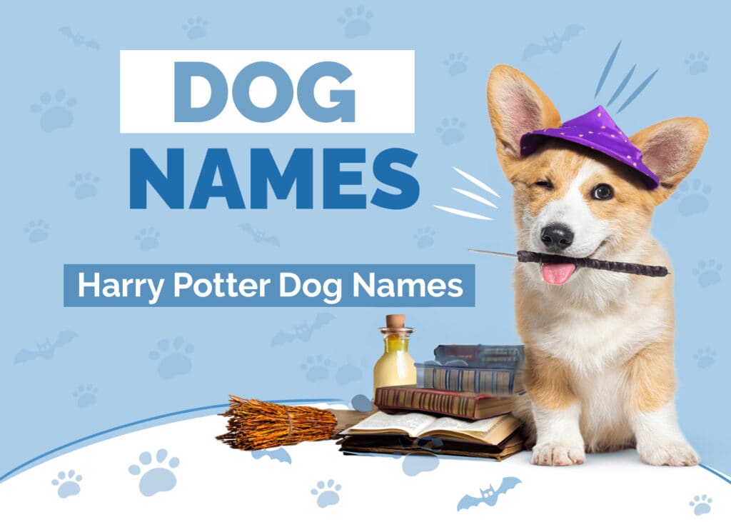 Harry Potter Dog Names