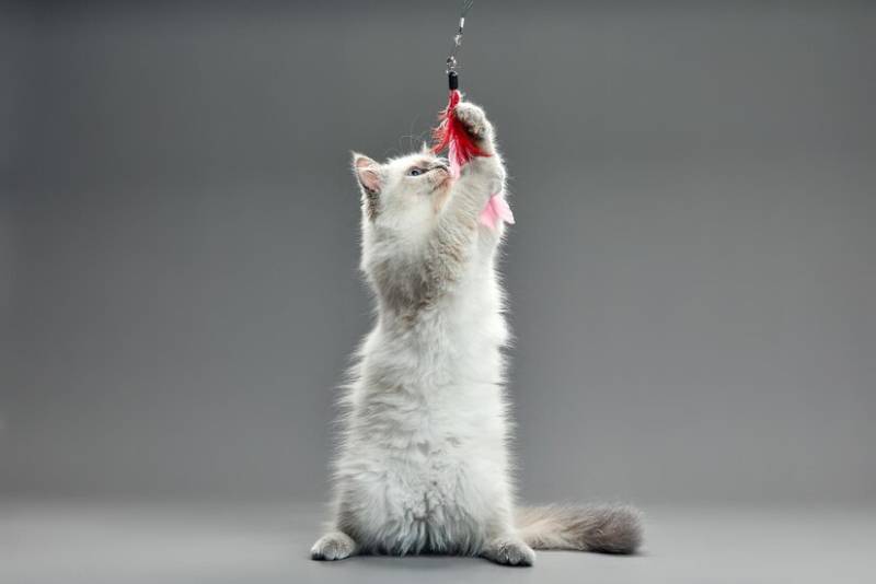 kitten playing with feather wand