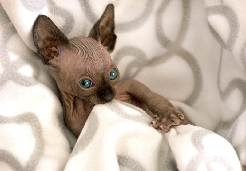 sphynx kitten, webbed feet