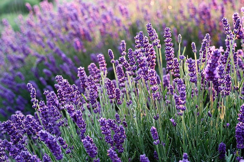 lavender field